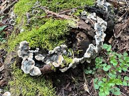 Attēlu rezultāti vaicājumam “Kretzschmaria deusta”