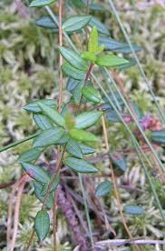 Attēlu rezultāti vaicājumam “Oxycoccus palustris”