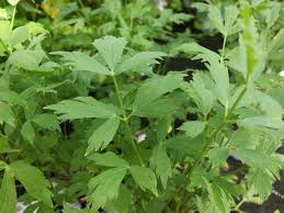 Image result for Liebstöckel