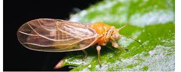 Attēlu rezultāti vaicājumam “Psylla alni nymph”