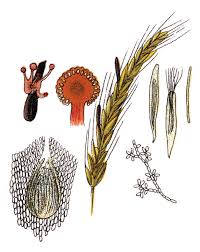 Attēlu rezultāti vaicājumam “Claviceps purpurea”