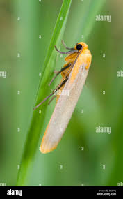 Attēlu rezultāti vaicājumam “Eilema depressa imago”