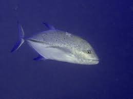 Image result for Caranx melampygus