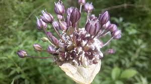 Attēlu rezultāti vaicājumam “Allium scorodoprasum bud”