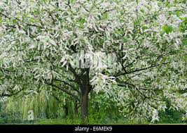 Attēlu rezultāti vaicājumam “Prunus padus var. roseiflora flower”