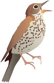 Image result for Hylocichla mustelina