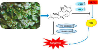Attēlu rezultāti vaicājumam “Pellia epiphylla sporophyte”