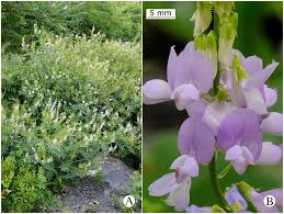 Attēlu rezultāti vaicājumam “Galega orientalis fruit”