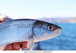 Image result for Coregonus artedi