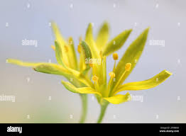 Attēlu rezultāti vaicājumam “Gagea lutea”