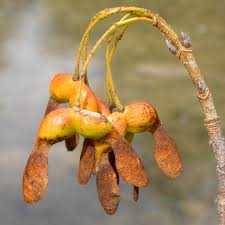 Attēlu rezultāti vaicājumam “Acer saccharinum fruit”