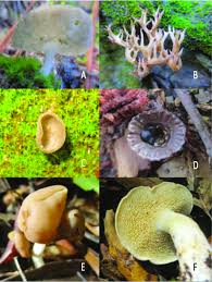 Attēlu rezultāti vaicājumam “Helvella acetabulum”
