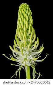 Attēlu rezultāti vaicājumam “Phyteuma spicatum flower”