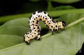 Attēlu rezultāti vaicājumam “Abraxas grossulariata pupa”