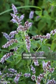 Attēlu rezultāti vaicājumam “Mentha longifolia flower”