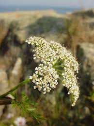 Attēlu rezultāti vaicājumam “Conioselinum tataricum”