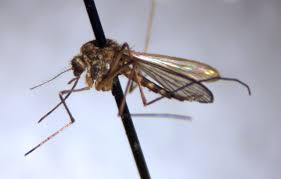 Attēlu rezultāti vaicājumam “Nematocera”