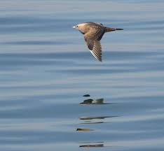 Attēlu rezultāti vaicājumam “Stercorarius parasiticus”