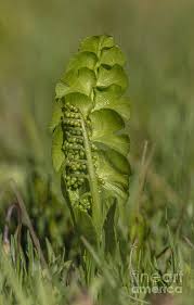 Attēlu rezultāti vaicājumam “Botrychium lunaria”