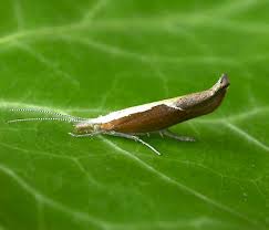 Attēlu rezultāti vaicājumam “Ypsolophidae”