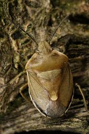 Attēlu rezultāti vaicājumam “Chlorochroa pinicola”