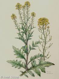 Attēlu rezultāti vaicājumam “Sisymbrium loeselii”