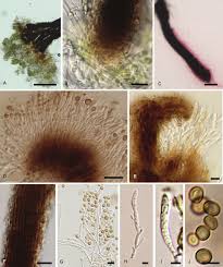Attēlu rezultāti vaicājumam “Sclerophora pallida”