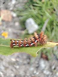 Attēlu rezultāti vaicājumam “Acronicta rumicis imago”