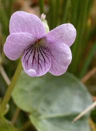 Attēlu rezultāti vaicājumam “Viola palustris”