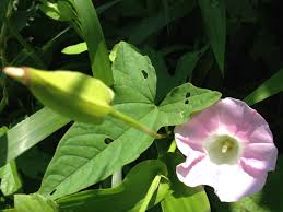 Attēlu rezultāti vaicājumam “Calystegia sepium fruit”