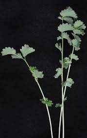 Attēlu rezultāti vaicājumam “Poterium sanguisorba”