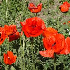 Attēlu rezultāti vaicājumam “Papaver orientale”