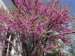 Attēlu rezultāti vaicājumam “Cercis siliquastrum”