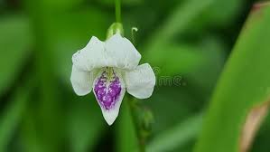 Attēlu rezultāti vaicājumam “Trachyspora intrusa”