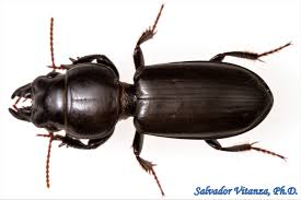 Attēlu rezultāti vaicājumam “Carabidae”