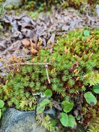 Attēlu rezultāti vaicājumam “Pogonatum dentatum macro”