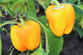 Afbeeldingsresultaat voor californian wonder golden sweet pepper