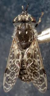 Attēlu rezultāti vaicājumam “Haematopota sp.”