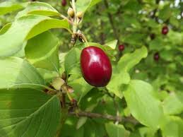 Attēlu rezultāti vaicājumam “Cornus mas fruit”