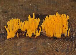 Attēlu rezultāti vaicājumam “Calocera viscosa”