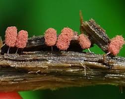 Attēlu rezultāti vaicājumam “Heterotrichia pomiformis (syn. Arcyria pomiformis)”