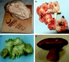 Attēlu rezultāti vaicājumam “Lactarius lygniotus”