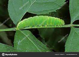 Attēlu rezultāti vaicājumam “Craniophora ligustri”