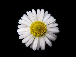 Image result for Bellis perennis