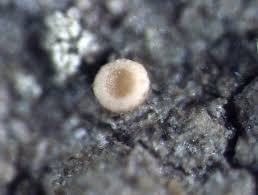 Attēlu rezultāti vaicājumam “Coenogonium pineti”