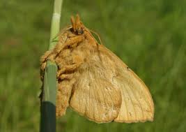 Attēlu rezultāti vaicājumam “Euthrix potatoria imago”