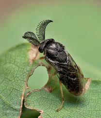 Attēlu rezultāti vaicājumam “Diprion pini female”