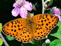Attēlu rezultāti vaicājumam “Brenthis daphne upperside”
