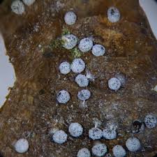 Attēlu rezultāti vaicājumam “Didymium squamulosum spores”