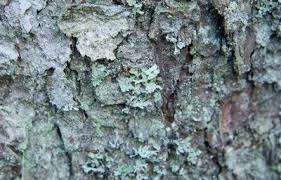 Attēlu rezultāti vaicājumam “Arthonia leucopellaea”